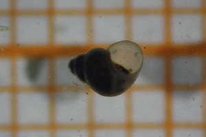  (Ohridohoratia - OSB2JDR_Gas.MORPH-4_4)  @11 [ ] by-nc-nd (2023) Klaudyna Królikowska University of Lodz, Faculty of Biology and Environmental Protection