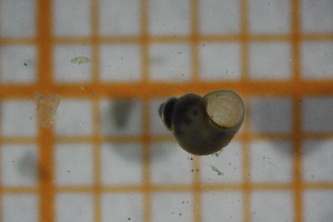  ( - OSB2JDR_Gas.MORPH-4_5)  @11 [ ] by-nc-nd (2023) Klaudyna Królikowska University of Lodz, Faculty of Biology and Environmental Protection