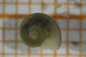  ( - OSB2JDR_Gas.MORPH-5_2)  @11 [ ] by-nc-nd (2023) Klaudyna Królikowska University of Lodz, Faculty of Biology and Environmental Protection