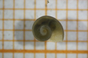  ( - OSB2JDR_Gas.MORPH-5_4)  @11 [ ] by-nc-nd (2023) Klaudyna Królikowska University of Lodz, Faculty of Biology and Environmental Protection