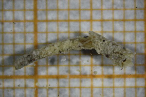  ( - OSB2JDR_Tri.MORPH-2_5)  @11 [ ] by-nc-nd (2023) Klaudyna Królikowska University of Lodz, Faculty of Biology and Environmental Protection