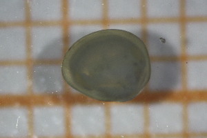  (Pisidium subtruncatum - OSB3IDR_Biv.MORPH-1_3)  @11 [ ] by-nc-nd (2023) Klaudyna Królikowska University of Lodz, Faculty of Biology and Environmental Protection