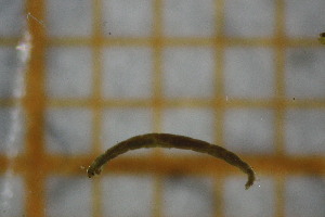  ( - OSB3IDR_Dip.MORPH-3_4)  @11 [ ] by-nc-nd (2023) Klaudyna Królikowska University of Lodz, Faculty of Biology and Environmental Protection