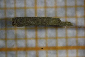  ( - OSB3JDR_Tri.MORPH-1_3)  @11 [ ] by-nc-nd (2023) Klaudyna Królikowska University of Lodz, Faculty of Biology and Environmental Protection