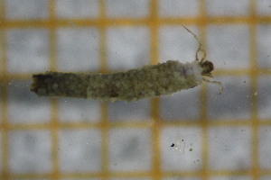  ( - OSB3JDR_Tri.MORPH-1_4)  @11 [ ] by-nc-nd (2023) Klaudyna Królikowska University of Lodz, Faculty of Biology and Environmental Protection