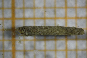  ( - OSB3JDR_Tri.MORPH-1_5)  @11 [ ] by-nc-nd (2023) Klaudyna Królikowska University of Lodz, Faculty of Biology and Environmental Protection