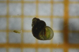 (Radomaniola curta - OSC10_Gas.MORPH-2_1)  @11 [ ] by-nc-nd (2023) Klaudyna Królikowska University of Lodz, Faculty of Biology and Environmental Protection