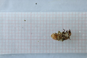  ( - OSC10_Tri.MORPH-3_1)  @11 [ ] by-nc-nd (2023) Klaudyna Królikowska University of Lodz, Faculty of Biology and Environmental Protection