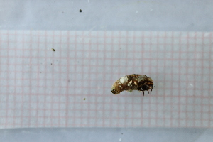  ( - OSC10_Tri.MORPH-3_3)  @11 [ ] by-nc-nd (2023) Klaudyna Królikowska University of Lodz, Faculty of Biology and Environmental Protection