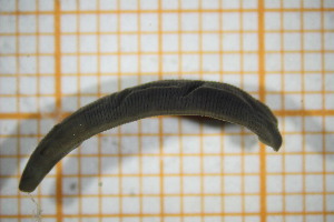  ( - OSC13_Hir.MORPH-1_3)  @11 [ ] by-nc-nd (2023) Klaudyna Królikowska University of Lodz, Faculty of Biology and Environmental Protection