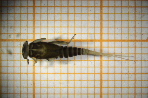  ( - OSC16_Eph.MORPH-4_2)  @11 [ ] by-nc-nd (2023) Klaudyna Królikowska University of Lodz, Faculty of Biology and Environmental Protection