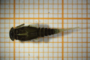  ( - OSC16_Eph.MORPH-4_3)  @11 [ ] by-nc-nd (2023) Klaudyna Królikowska University of Lodz, Faculty of Biology and Environmental Protection