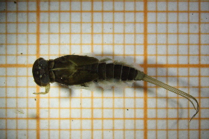  ( - OSC16_Eph.MORPH-4_5)  @11 [ ] by-nc-nd (2023) Klaudyna Królikowska University of Lodz, Faculty of Biology and Environmental Protection