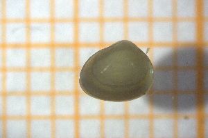  ( - OSC17_Biv.MORPH-1_1)  @11 [ ] CreativeCommons Attribution (2023) Dept Invertebrate Zoology and Hydrobiology, University of Lodz University of Lodz