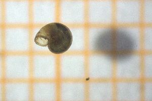  ( - OSC17_Gas.MORPH-2_3)  @11 [ ] CreativeCommons Attribution (2023) Dept Invertebrate Zoology and Hydrobiology, University of Lodz University of Lodz