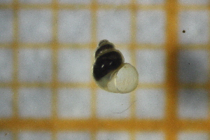  (Ohridohoratia polinskii - OSC20_Gas.MORPH-4_1)  @11 [ ] by-nc-nd (2023) Klaudyna Królikowska University of Lodz, Faculty of Biology and Environmental Protection