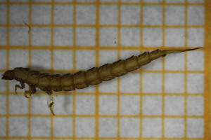  ( - OSS02_Col.MORPH-2_1)  @11 [ ] by-nc-nd (2023) Klaudyna Królikowska University of Lodz, Faculty of Biology and Environmental Protection