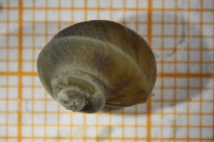  (Pseudohoratia - OSS02_Gas.MORPH-6_2)  @11 [ ] by-nc-nd (2023) Klaudyna Królikowska University of Lodz, Faculty of Biology and Environmental Protection