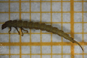  ( - OSS03_Col.MORPH-1_3)  @11 [ ] by-nc-nd (2023) Klaudyna Królikowska University of Lodz, Faculty of Biology and Environmental Protection