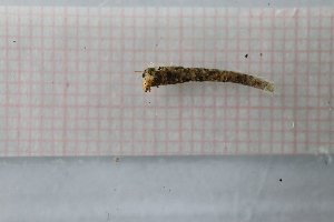  ( - OSS04_Tri.MORPH-2_2)  @11 [ ] by-nc-nd (2023) Klaudyna Królikowska University of Lodz, Faculty of Biology and Environmental Protection