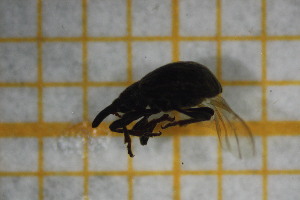  ( - OSS05_Col.MORPH-3_2)  @11 [ ] by-nc-nd (2023) Klaudyna Królikowska University of Lodz, Faculty of Biology and Environmental Protection