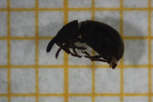  ( - OSS05_Col.MORPH-3_3)  @11 [ ] by-nc-nd (2023) Klaudyna Królikowska University of Lodz, Faculty of Biology and Environmental Protection