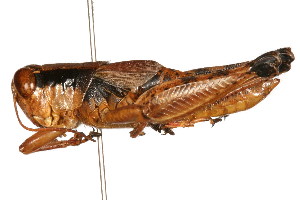  (Melanoplus scudderi - RBMIS-0406)  @14 [ ] CreativeCommons - Attribution (2009) CBG Photography Group Centre for Biodiversity Genomics
