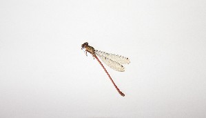  (Oxyagrion - MACN-G0269a)  @11 [ ] CreativeCommons - Attribution Non-Commercial  Unspecified Unspecified