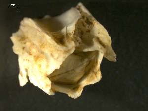  ( - NC2010-001)  @13 [ ] CreativeCommons - Attribution (2010) CBG Photography Group Centre for Biodiversity Genomics