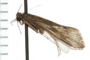  ( - 07ONCAD-0113)  @13 [ ] CreativeCommons - Attribution (2008) CBG Photography Group Centre for Biodiversity Genomics