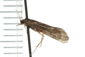  ( - 07ONCAD-0115)  @13 [ ] CreativeCommons - Attribution (2008) CBG Photography Group Centre for Biodiversity Genomics