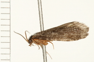  (Plectrocnemia clinei - 08ONCAD-0800)  @14 [ ] CreativeCommons - Attribution (2008) CBG Photography Group Centre for Biodiversity Genomics
