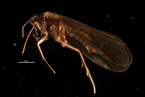  (Wormaldia moesta - 08ONCAD-0027)  @13 [ ] CreativeCommons - Attribution (2008) CBG Photography Group Centre for Biodiversity Genomics