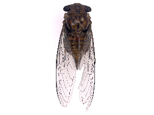  ( - b30_i1)  @11 [ ] CreativeCommons - Attribution Share Alike (2025) CBG Photography Group Centre for Biodiversity Genomics