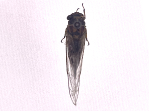  ( - b23_i4)  @11 [ ] CreativeCommons - Attribution Share Alike (2025) CBG Photography Group Centre for Biodiversity Genomics