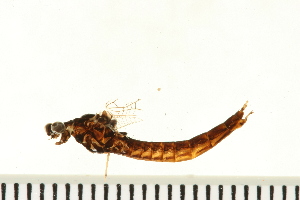  ( - 08ONMAY-0050)  @13 [ ] CreativeCommons - Attribution (2008) CBG Photography Group Centre for Biodiversity Genomics