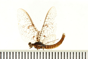  ( - 08ONMAY-0057)  @13 [ ] CreativeCommons - Attribution (2008) CBG Photography Group Centre for Biodiversity Genomics