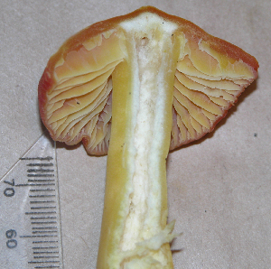  ( - TRTC150937)  @11 [ ] CreativeCommons - Attribution Non-Commercial Share-Alike (2010) Mycology Division, Royal Ontario Museum Royal Ontario Museum