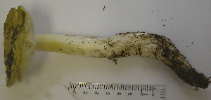  (Tricholoma leucophyllum - TRTC150955)  @11 [ ] CreativeCommons - Attribution Non-Commercial Share-Alike (2010) Mycology Division, Royal Ontario Museum Royal Ontario Museum