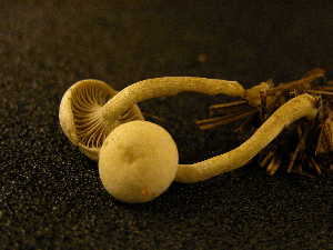  ( - TRTC155972)  @11 [ ] CreativeCommons - Attribution Non-Commercial Share-Alike (2010) Mycology Division, Royal Ontario Museum Royal Ontario Museum
