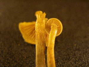  ( - TRTC155985)  @11 [ ] CreativeCommons - Attribution Non-Commercial Share-Alike (2010) Mycology Division, Royal Ontario Museum Royal Ontario Museum