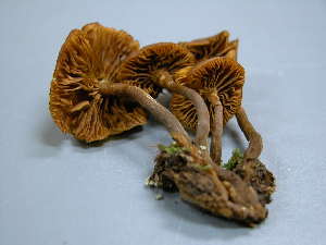  ( - TRTC156012)  @11 [ ] CreativeCommons - Attribution Non-Commercial Share-Alike (2010) Mycology Division, Royal Ontario Museum Royal Ontario Museum