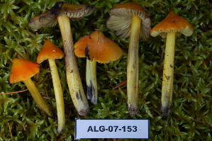  ( - TRTC156977)  @11 [ ] CreativeCommons - Attribution Non-Commercial Share-Alike (2010) Mycology Division, Royal Ontario Museum Royal Ontario Museum