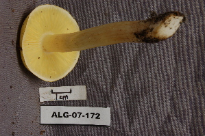  (Tricholoma flavovirens - TRTC156996)  @11 [ ] CreativeCommons - Attribution Non-Commercial Share-Alike (2010) Mycology Division, Royal Ontario Museum Royal Ontario Museum