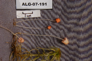  (Mycena acicula - TRTC157015)  @11 [ ] CreativeCommons - Attribution Non-Commercial Share-Alike (2010) Mycology Division, Royal Ontario Museum Royal Ontario Museum