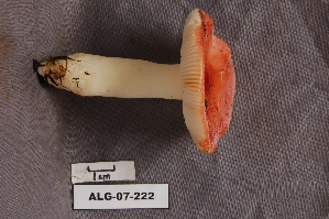  ( - TRTC157047)  @11 [ ] CreativeCommons - Attribution Non-Commercial Share-Alike (2010) Mycology Division, Royal Ontario Museum Royal Ontario Museum
