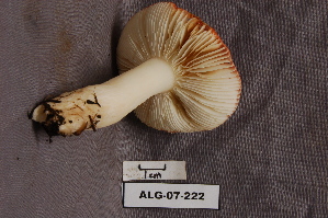 ( - TRTC157047)  @11 [ ] CreativeCommons - Attribution Non-Commercial Share-Alike (2010) Mycology Division, Royal Ontario Museum Royal Ontario Museum