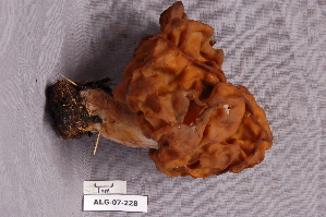  ( - TRTC157053)  @11 [ ] CreativeCommons - Attribution Non-Commercial Share-Alike (2010) Mycology Division, Royal Ontario Museum Royal Ontario Museum