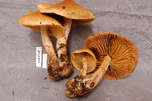  ( - TRTC156871)  @11 [ ] CreativeCommons - Attribution Non-Commercial Share-Alike (2010) Mycology Division, Royal Ontario Museum Royal Ontario Museum