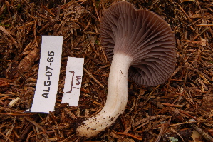  (Hygrocybe lacmus - TRTC156890)  @11 [ ] CreativeCommons - Attribution Non-Commercial Share-Alike (2010) Mycology Division, Royal Ontario Museum Royal Ontario Museum